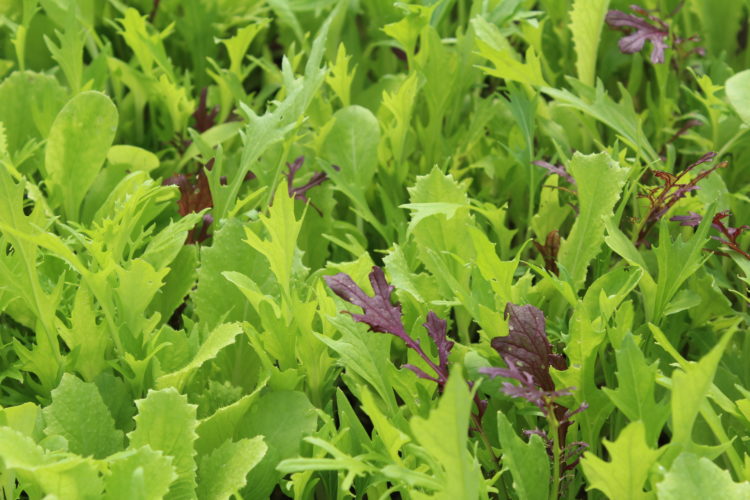 Mesclun Asiatique (pro)