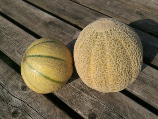 Melon