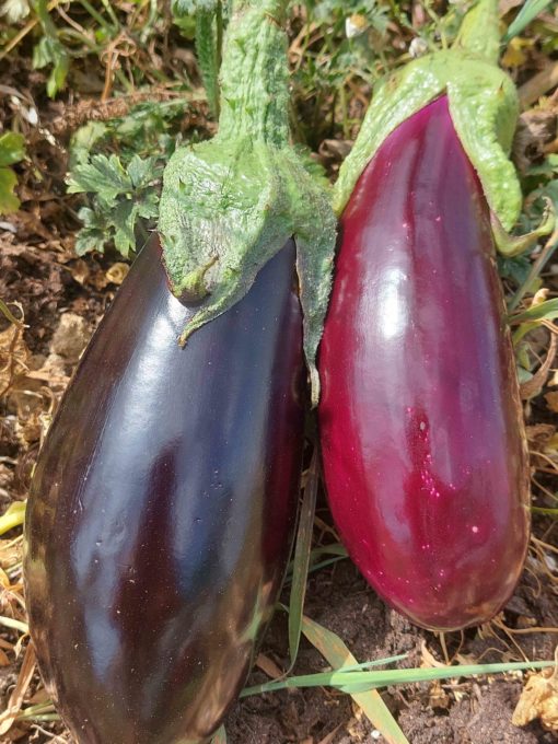 Aubergine 500gr