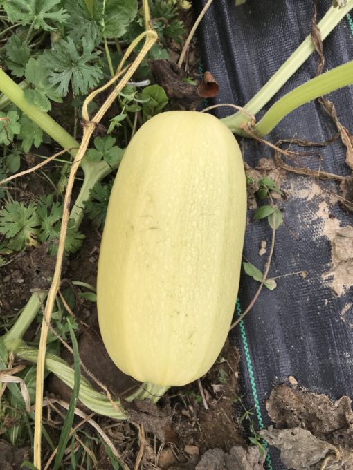 Courge spaghetti