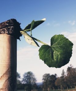Nos plants