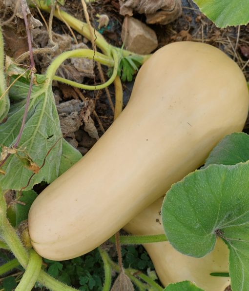 butternut