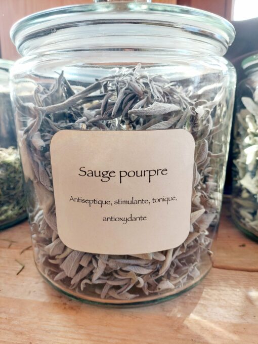 Sauge pourpre séchée